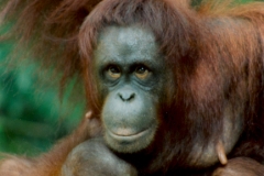 Borneo