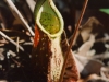 pitcherplant