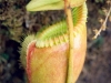 pitcherplant2