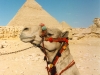 kameelpiramide