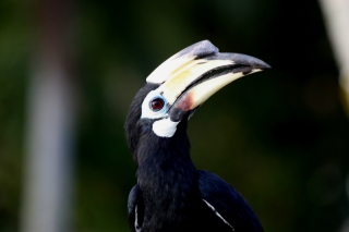 hornbil2