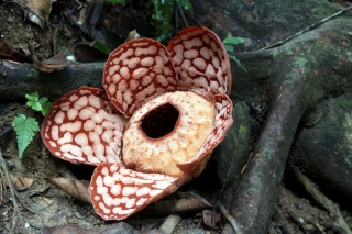 rafflesia