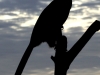hornbil