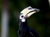 hornbil2