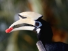 hornbil3