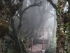 mossy-forrest
