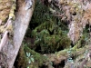 mossy-forrest2