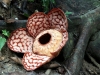 rafflesia