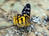 vlinder
