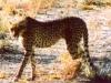 luipaard2